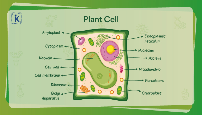 plant cell labeled