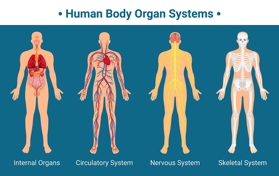 Human Body Anatomy - Part, Structure, Diagram, and Functions