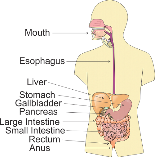 human-body-anatomy-part-structure-diagram-and-functions