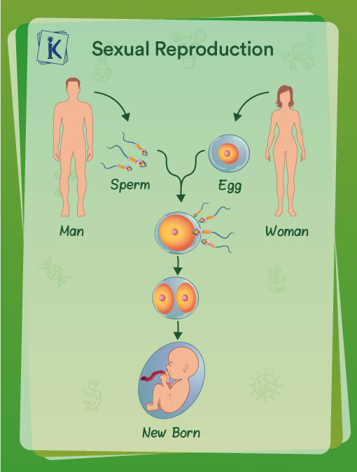 What Is Reproduction In Animal Sexual And Asexual Modes