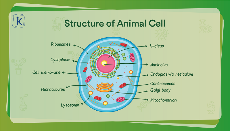 Types Of Cell Structure