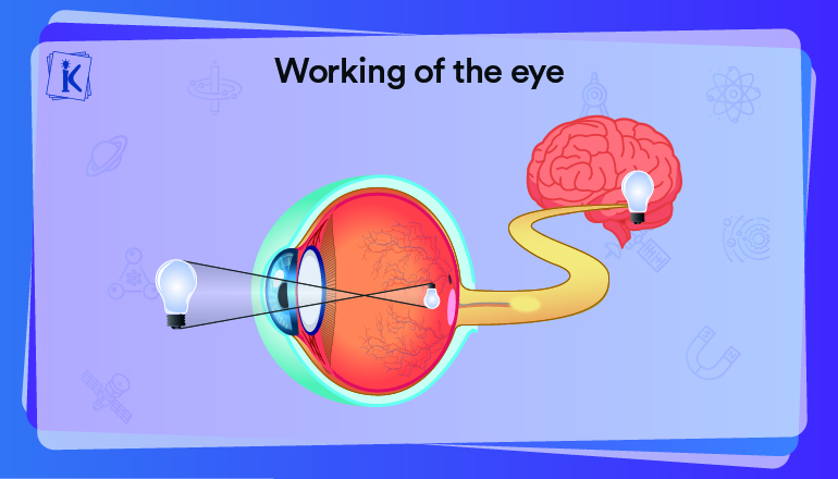 working of human eye animation clipart